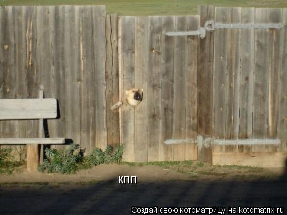 Котоматрица: кпп