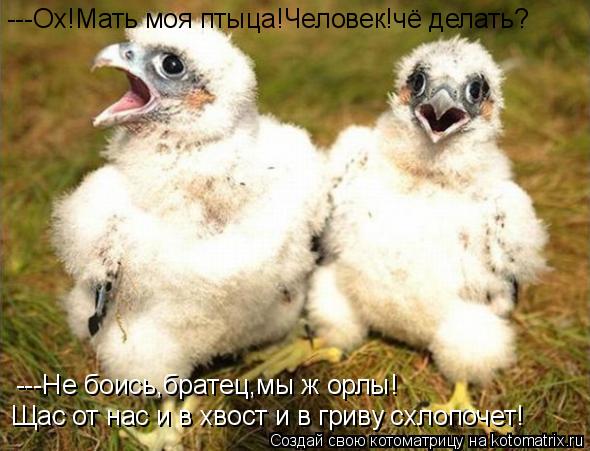 Котоматрица: ---Ох!Мать моя птыца!Человек!чё делать? ---Не боись,братец,мы ж орлы! Щас от нас и в хвост и в гриву схлопочет!