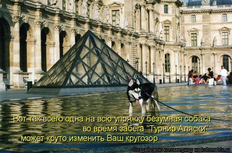 Котоматрица: Вот так всего одна на всю упряжку безумная собака  во время забега "Турнир Аляски" может круто изменить Ваш кругозор