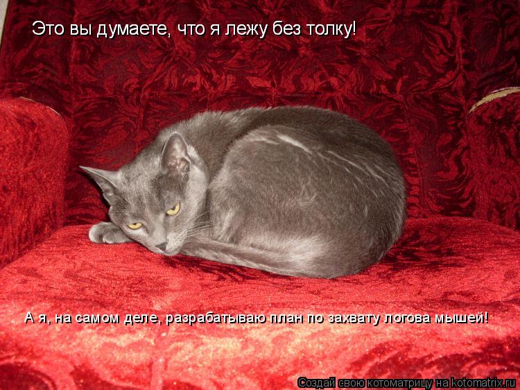Котоматрица: Это вы думаете, что я лежу без толку! Это вы думаете, что я лежу без толку! А я, на самом деле, разрабатываю план по захвату логова мышей!