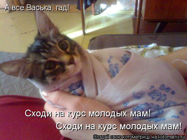 А все Васька, гад! Сходи на курс молодых мам! Сходи на курс молодых мам!... Котоматрица: А все Васька, гад! Сходи на курс молодых мам! Сходи на курс молодых мам!