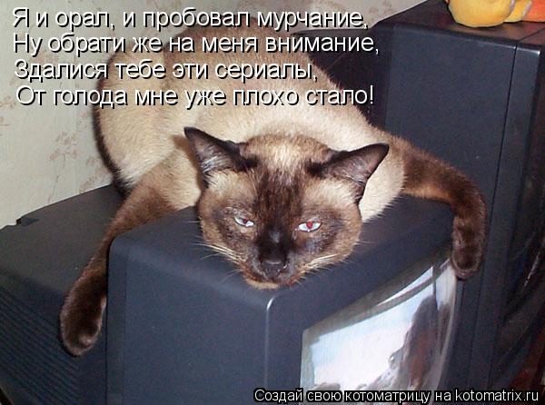 Котоматрица: Я и орал, и пробовал мурчание, Ну обрати же на меня внимание, Здалися тебе эти сериалы, От голода мне уже плохо стало!