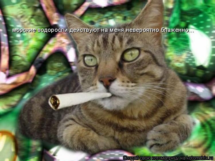 морские водоросли действуют на меня невероятно блаженно...... Котоматрица: морские водоросли действуют на меня невероятно блаженно...