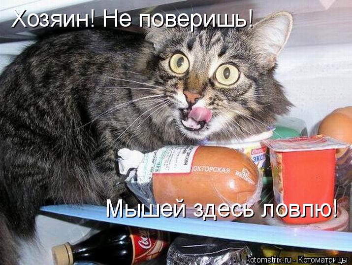 Котоматрица: Хозяин! Не поверишь! Мышей здесь ловлю!