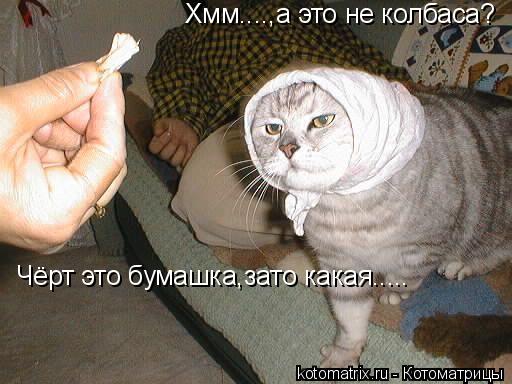 Котоматрица: Хмм....,а это не колбаса? Чёрт это бумашка,зато какая.....