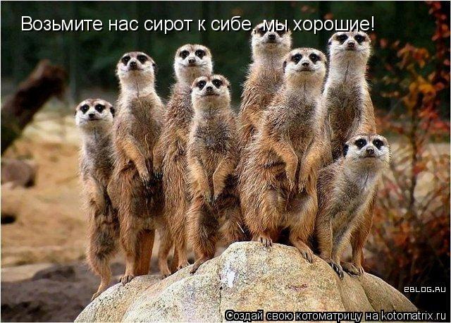 Котоматрица: Возьмите нас сирот к сибе, мы хорошие!