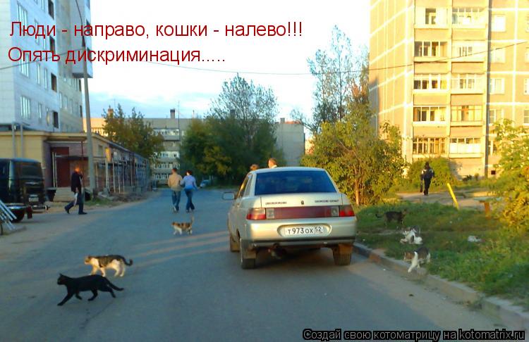 Котоматрица: Люди - направо, кошки - налево!!! Опять дискриминация.....