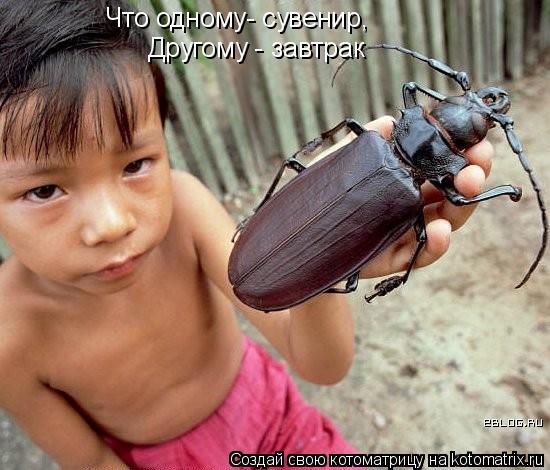 Котоматрица: Что одному- сувенир, Другому - завтрак