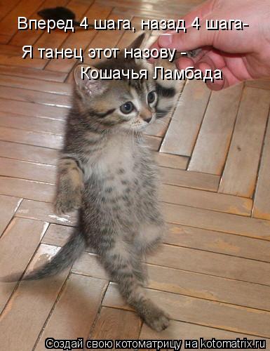 Котоматрица: Вперед 4 шага, назад 4 шага- Я танец этот назову - Кошачья Ламбада