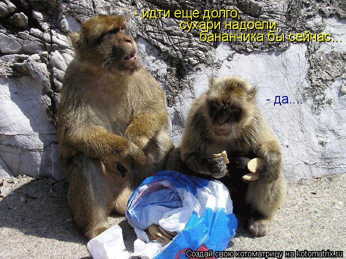 Котоматрица: - да.... - идти еще долго,  сухари надоели,  бананчика бы сейчас...