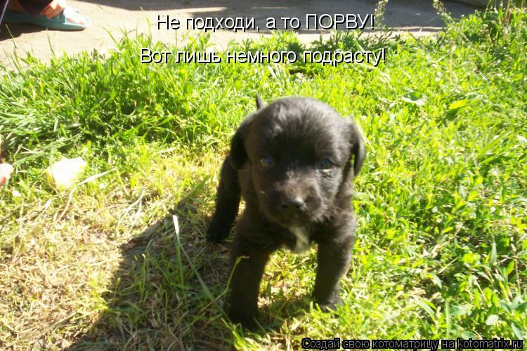 Котоматрица: Не подходи, а то ПОРВУ! Вот лишь немного подрасту!