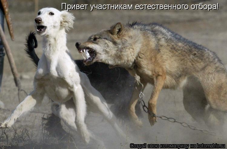 Котоматрица: Привет участникам естественного отбора!