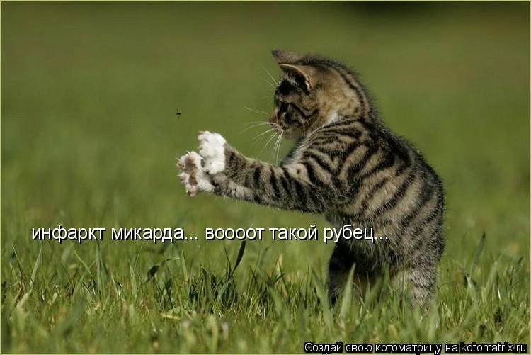 Котоматрица: инфаркт микарда... воооот такой рубец...