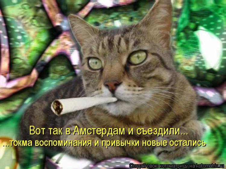 Котоматрица: Вот так в Амстердам и съездили... ...токма воспоминания и привычки новые остались