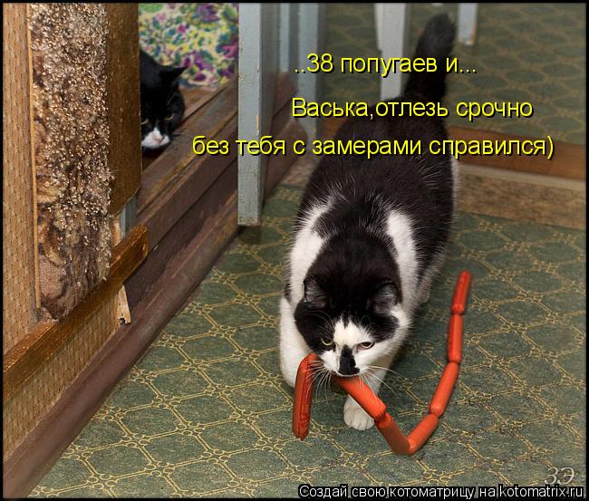 Котоматрица: ..38 попугаев и... Васька,отлезь срочно без тебя с замерами справился)