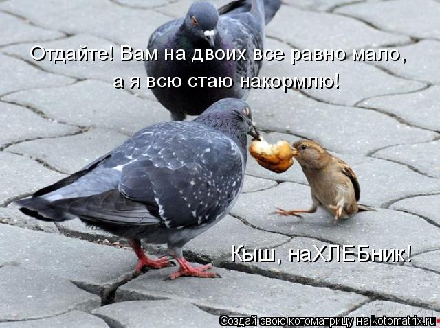 Отдайте! Вам на двоих все равно мало, а я всю стаю накормлю! Кыш, наХЛЕБник!... Котоматрица: Отдайте! Вам на двоих все равно мало, а я всю стаю накормлю! Кыш, наХЛЕБник!