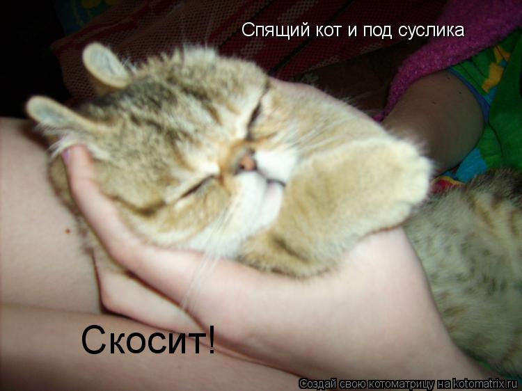 Спящий кот и под суслика Скосит!... Котоматрица: Спящий кот и под суслика Скосит!