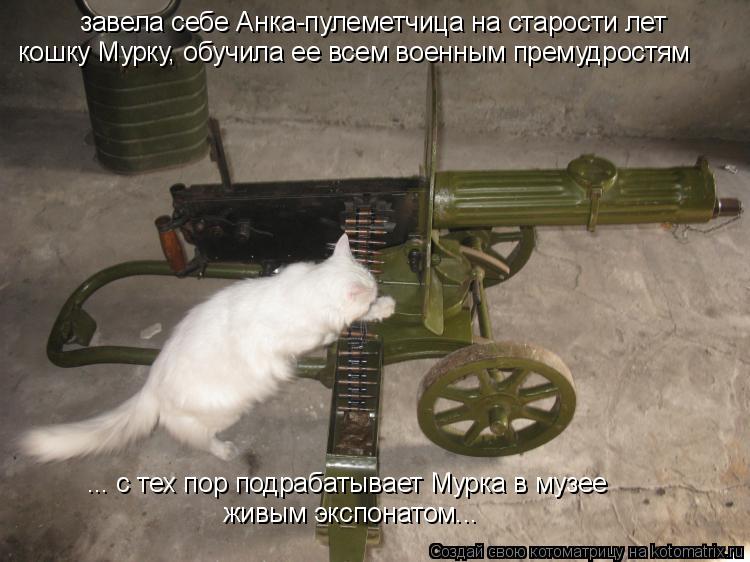 Котоматрица: завела себе Анка-пулеметчица на старости лет кошку Мурку, обучила ее всем военным премудростям ... с тех пор подрабатывает Мурка в музее жив