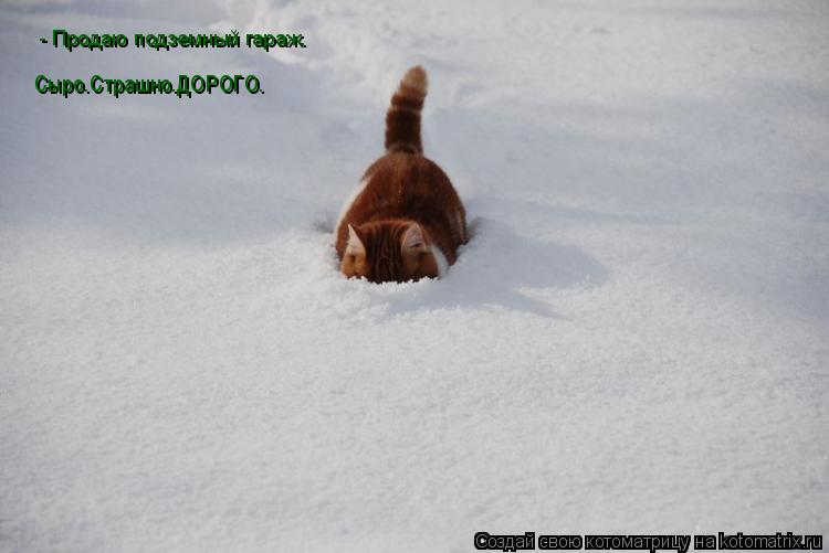 - Продаю подземный гараж. Сыро.Страшно.ДОРОГО.... Котоматрица: - Продаю подземный гараж. Сыро.Страшно.ДОРОГО.