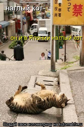 наглый кот- он и в Японии наглый кот.... Котоматрица: наглый кот- он и в Японии наглый кот.