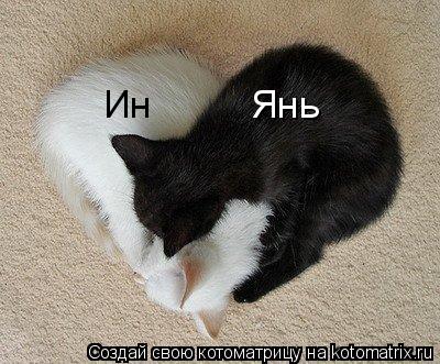 Котоматрица: Ин Янь