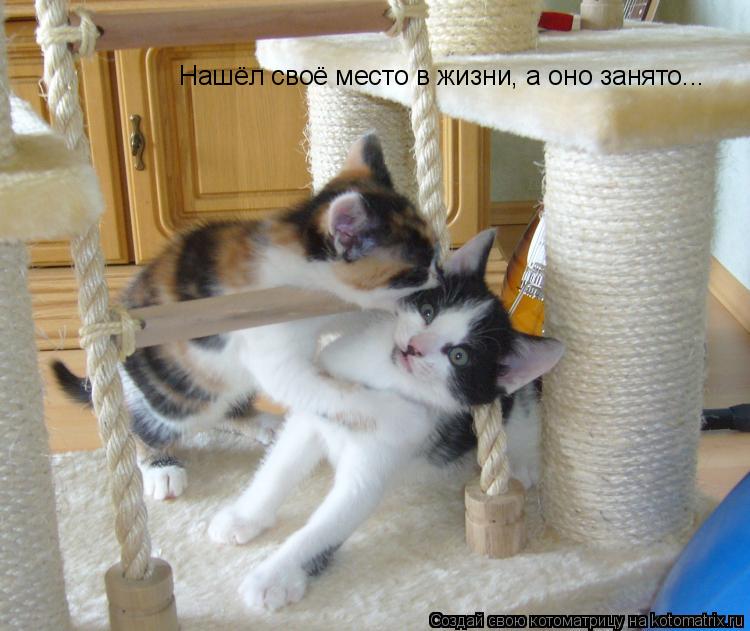 Котоматрица: Нашёл своё место в жизни, а оно занято...