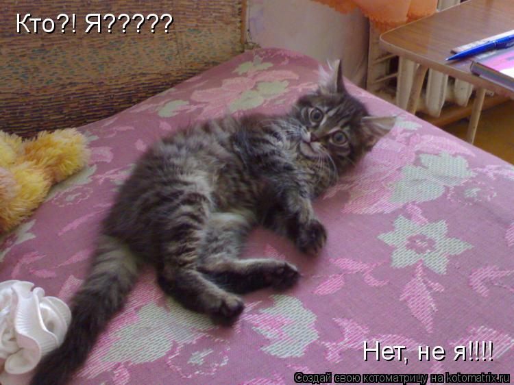 Кто?! Я????? Нет, не я!!!!... Котоматрица: Кто?! Я????? Нет, не я!!!!