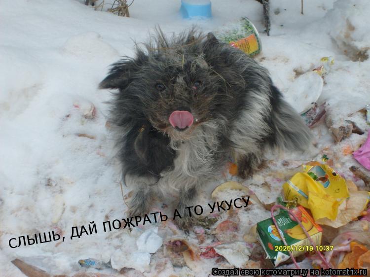 Котоматрица: СЛЫШЬ, ДАЙ ПОЖРАТЬ А ТО УКУСУ