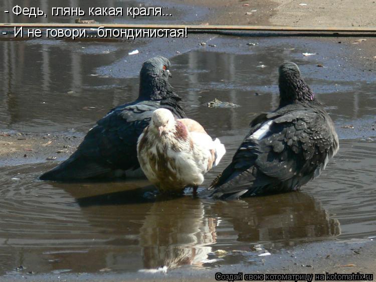 Котоматрица: - Федь, глянь какая краля... -  И не говори...блондинистая!