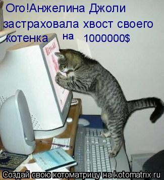 Котоматрица: Ого!Анжелина Джоли  застраховала хвост своего котенка на 1000000$