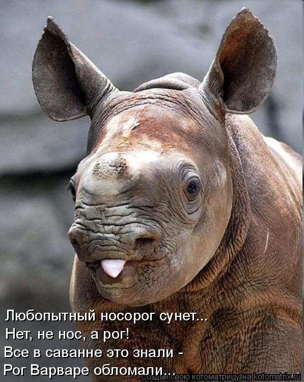 Котоматрица: Любопытный носорог сунет... Нет, не нос, а рог! Все в саванне это знали - Рог Варваре обломали...