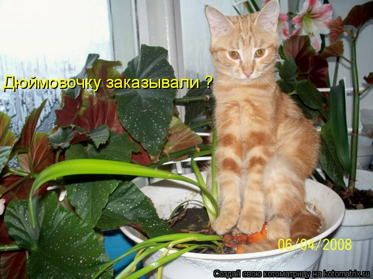 Котоматрица: Дюймовочку заказывали ?