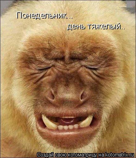 Котоматрица: Понедельник... день тяжелый..