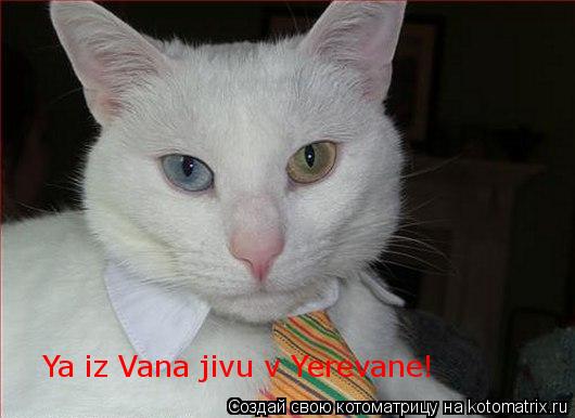 Котоматрица: Ya iz Vana jivu v Yerevane!