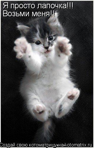 Я просто лапочка!!! Возьми меня!!... Котоматрица: Я просто лапочка!!! Возьми меня!!