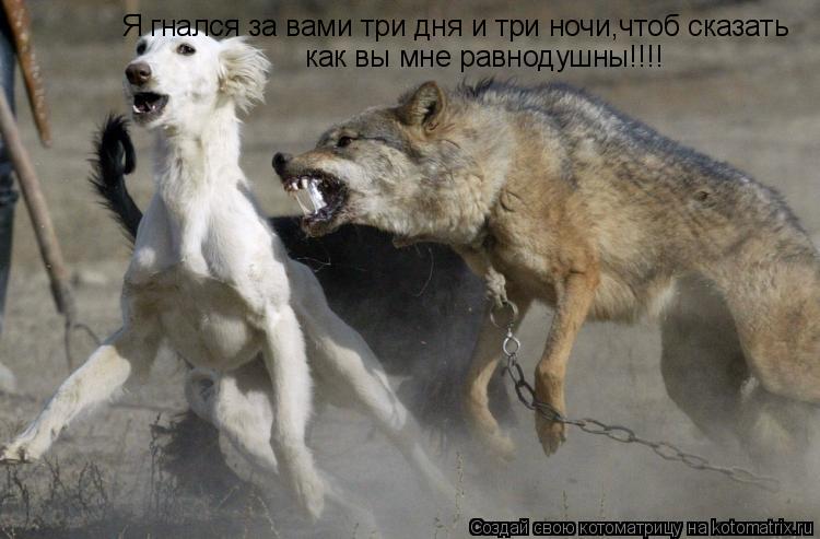 Котоматрица: Я гнался за вами три дня и три ночи,чтоб сказать  как вы мне равнодушны!!!!