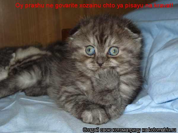 Котоматрица: Oy prashu ne govarite xozainu chto ya pisayu na kravat!
