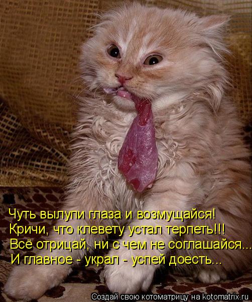 Котоматрица: Чуть вылупи глаза и возмущайся! Кричи, что клевету устал терпеть!!! Всё отрицай, ни с чем не соглашайся... И главное - украл - успей доесть...