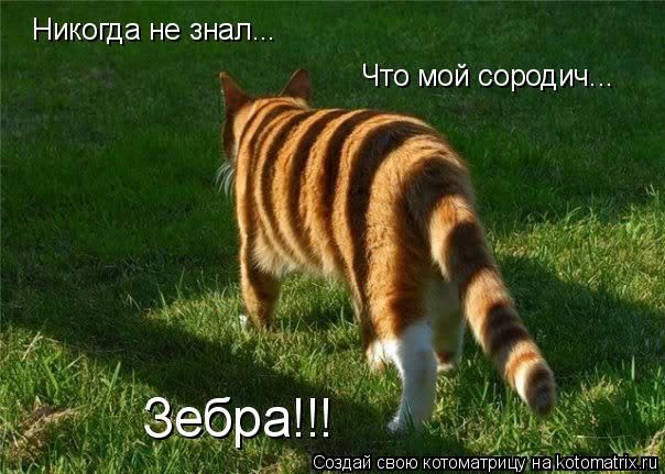 Котоматрица: Никогда не знал... Что мой сородич... Зебра!!!