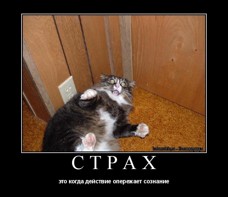 страх это когда действие опережает сознание... Котоматрица: страх это когда действие опережает сознание