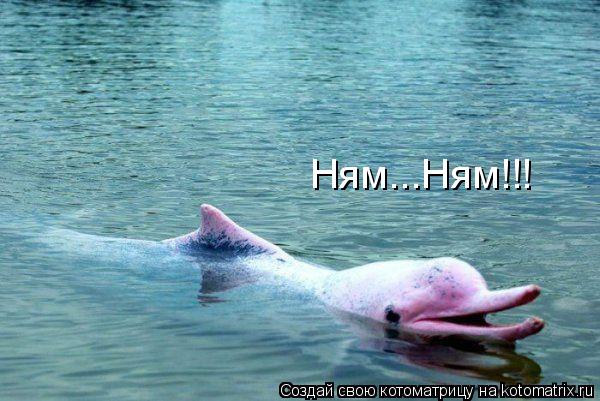 Котоматрица: Ням...Ням!!!