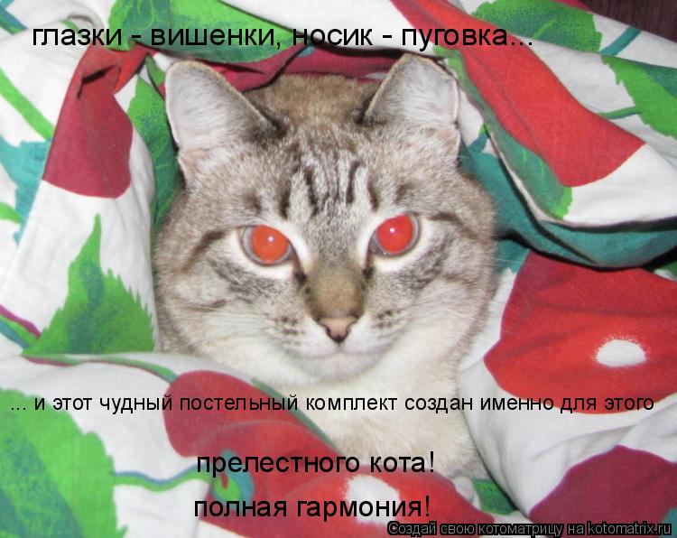 Котоматрица: глазки - вишенки, носик - пуговка... ... и этот чудный постельный комплект создан именно для этого прелестного кота! полная гармония!