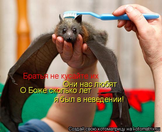 Братья не кусайте их Они нас любят я был в неведении! О Боже сколько лет... Котоматрица: Братья не кусайте их Они нас любят я был в неведении! О Боже сколько лет