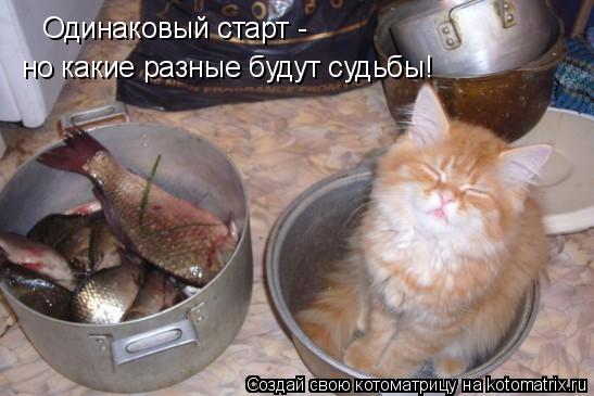 Одинаковый старт - но какие разные будут судьбы!... Котоматрица: Одинаковый старт - но какие разные будут судьбы!
