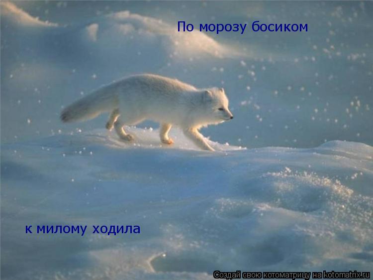 Котоматрица: По морозу босиком к милому ходила