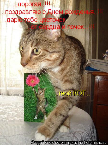 Котоматрица: ...дорогая..!!! ..поздравляю с Днём рожденья..!!! ..дарю тебе цветочек ..от сердца и почек...!!! ..твой КОТ...