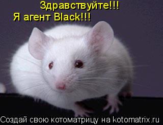 Котоматрица: Здравствуйте!!! Я агент Black!!!