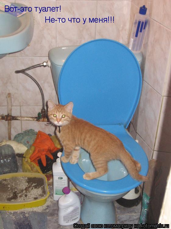 Котоматрица: Вот-это туалет! Не-то что у меня!!!