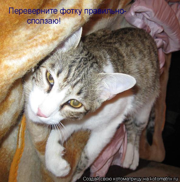 Котоматрица: Переверните фотку правильно- сползаю!