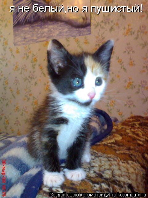 Котоматрица: я не белый,но я пушистый!